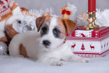cute puppy jack russel terrier lies on light background surrounded by christmas gifts, close-up portrait
