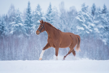 Beautiful red horse running  in winter