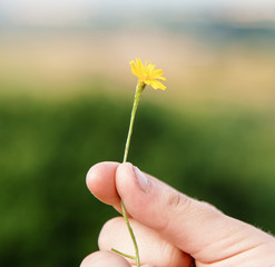 Hnad Holding Flower Picking Nature Refreshment Concept