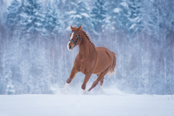 Beautiful red horse running in snow in winter