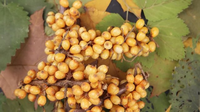 Yellow berries of a sea-buckthorn   lie on autumn leaves, rotation