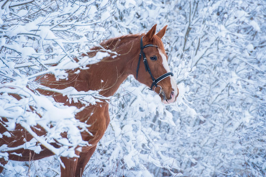 Fototapeta Beautiful red horse in the winter forest