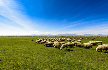 Sheep flock grazing on lush green pasture 