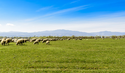 Sheep flock grazing on lush green pasture 