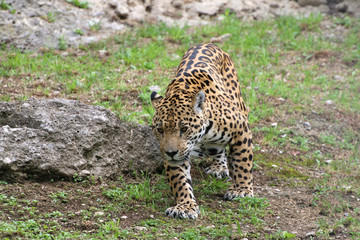Fototapeta na wymiar Jaguar im Lauf, Panthera onca
