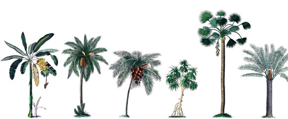 Different types of palm trees on a white background.