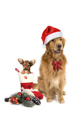 new year christmas dog breed golden retriever puppy Russian toy sock gifts boxes red bow white background isolate shaggy redhead two thousand eighteen
