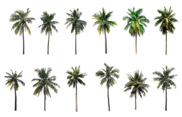 Fototapeta premium collection Palm coconut the garden isolated on white background