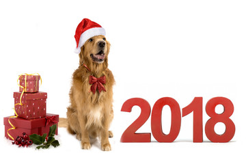 new year christmas dog breed golden retriever gifts boxes red bow white background isolate shaggy redhead two thousand eighteen