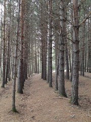 Arboles en la montaña