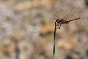 Dragonfly on stem