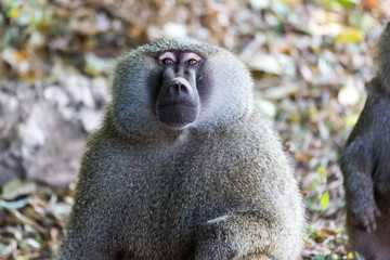 Pavian (Papio anubis) - Tansania - Afrika