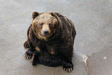 Raised Brown Bear crawling on the concrete ground at Noboribetsu Bear Park in Hokkaido, Japan.