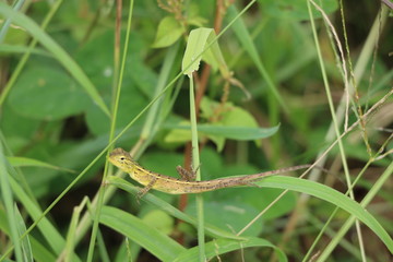 young indian chameleon