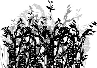 grey and black silhouettes of isolated oat