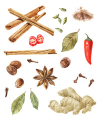 Watercolor spices isolated on wite background