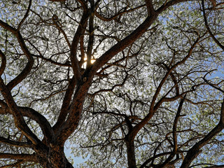Vielles branches d'arbre dans le soleil