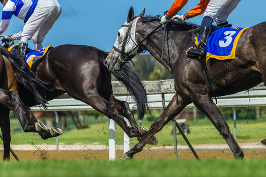 Horse Racing Action Body Legs Heads