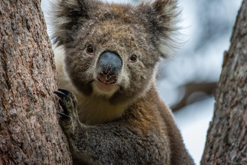 Closeup of wild Koala near Lorne, Australia