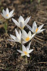 White flowers of crocus. Early spring in a mountain forest.