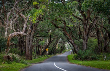 Obraz premium Fairytale forest near Apollo Bay, Australia