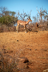  wild impala in the winter  bush