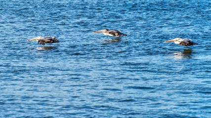 Fototapeta premium Braune Pelikane fliegen über Wasser