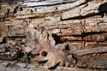Autumn leaf on a brick wall