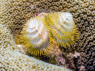 Spirobranchus giganteus, Christmas tree worms