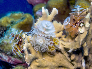 Spirobranchus giganteus, Christmas tree worms