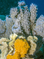 coral reef