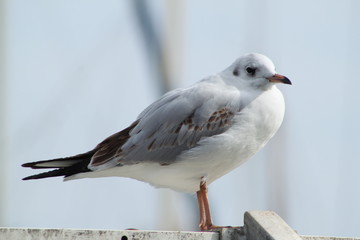Petite mouette