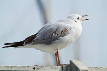 Petite mouette