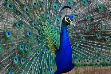 Close up of male peacock (peafowl), showing its beautiful feathers