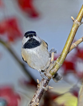 Chikadee on a Limb
