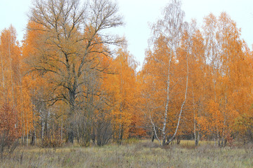 Fototapeta premium riot of autumn paints