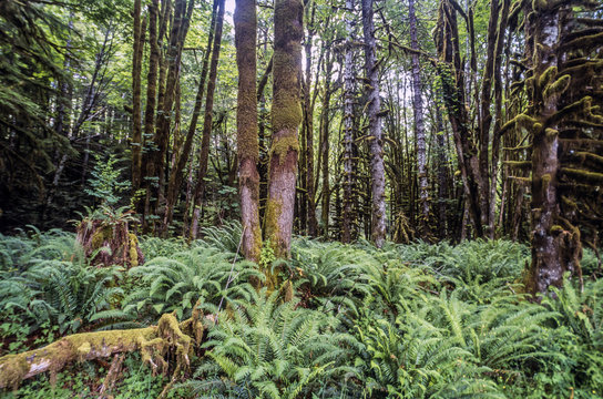 Fototapeta Green fern in forest