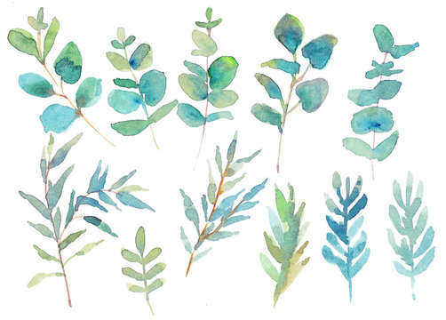 Different eucalyptus branches. Watercolor illustration