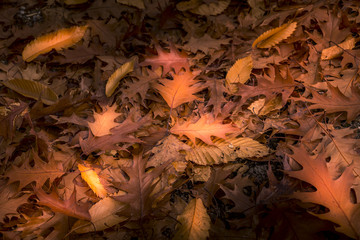 Autumn leaves lying down the floor
