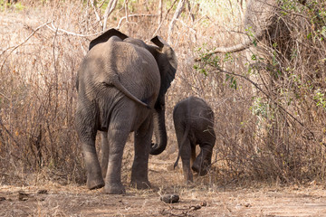 Fototapeta premium Elefant (Loxodonta Africana)