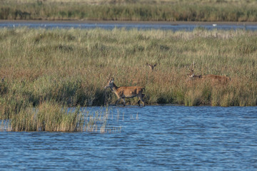 Fototapeta premium hirsch im wasser