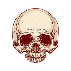 hand drawn human skull