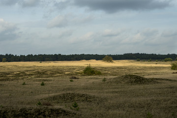 Fototapeta na wymiar Dutch desert known as Kootwijker Zand