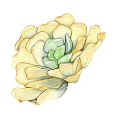 Succulent isolated on a white background. Watercolor hand drawn illustration.