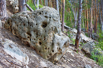 Large stones in the Pine Forest. National Park. Nature background.
