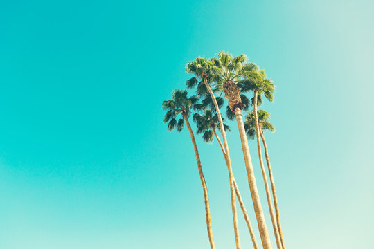 retro california palms