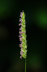 Cynosurus cristatus