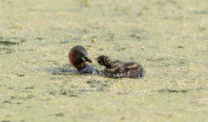 zwergtaucher mit küken