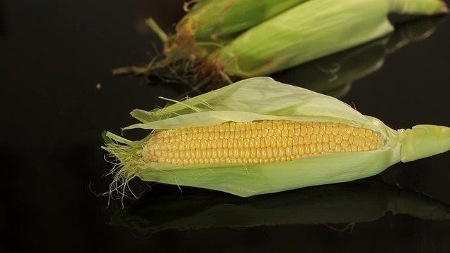 Close-up of pods of ripe sweet corn on a black background, in the background is a lot of pods of fresh corn. Close-up of ripe corn on a black background. Slow motion.