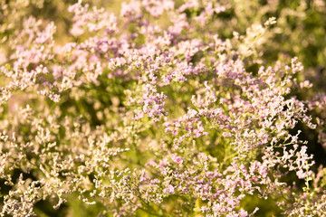 small purple flowers on a tree